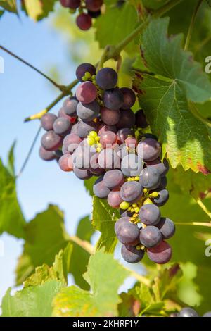 L'uva prospera bene alla parete domestica a causa del sole e della calda Foto Stock