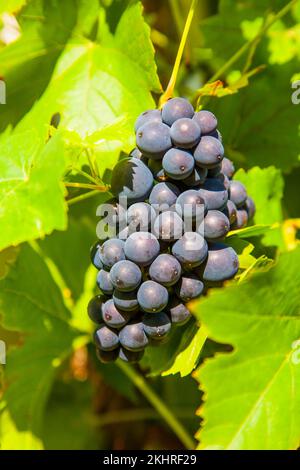 L'uva prospera bene alla parete domestica a causa del sole e della calda Foto Stock