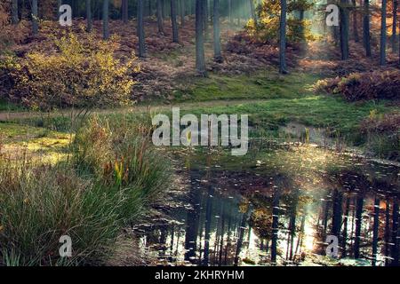 Piscine Woodland in Birches Valley Cannock Chase Area di straordinaria bellezza naturale in autunno Staffordshire Inghilterra Regno Unito Foto Stock