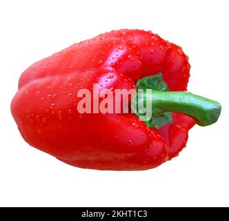 Primo piano di peperone rosso vivo con gocce d'acqua isolate su fondo bianco Foto Stock