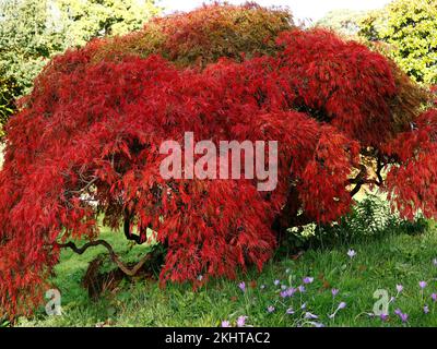 Primo piano delle foglie rosse d'autunno brillanti dell'arbusto deciduo giardino acer palmatum dissectum. Foto Stock