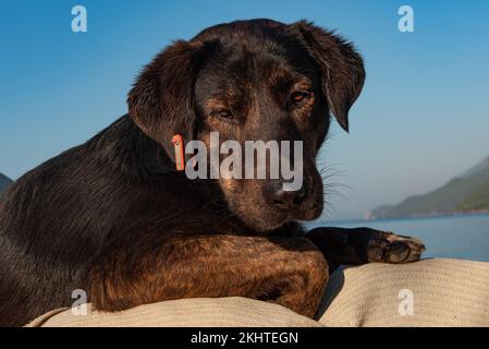 Carino nero Puppy, uno dei migliaia di cani da strada in Turchia che ha un marchio auricolare rosso per indicare che è stato neutered, TNR, Trap, neuter, Return is Foto Stock