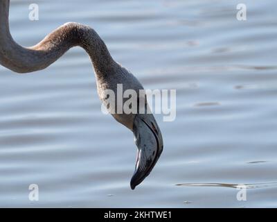 Grande fenicottero fenicottero ruber giovanile in una laguna, Parc Ornithologique, Parco Naturale Regionale della Camargue, Francia, settembre 2019 Foto Stock