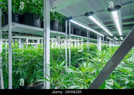 Le piante di cannabis maturano sotto luce artificiale in una stanza di crescita Foto Stock