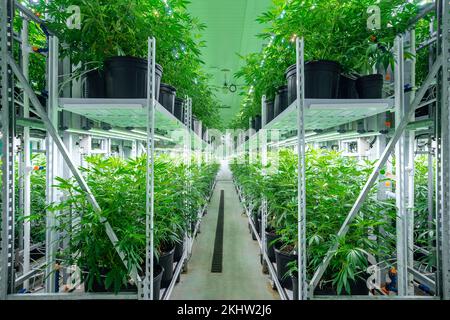 Scaffali di piante di cannabis in una stanza di crescita Foto Stock
