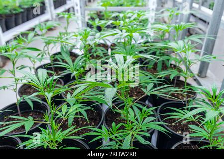 Giovani piante di cannabis maturano sotto luce artificiale Foto Stock