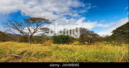 Natura, foresta e paesaggio con sfondo blu cielo, alberi e ambiente ecologico all'aperto in Africa. Boschi, ecologia o erba su campo, piante Foto Stock