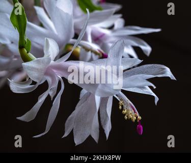 Vista in primo piano di un fiore bianco e rosa chiaro di schlumbergera, noto anche come cactus natalizio o cactus del Ringraziamento, che fiorisce all'interno su sfondo scuro Foto Stock
