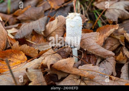 Il Shaggy Inkcap, Coprinus comatus tra foglie autunnali marroni Foto Stock