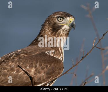 Giovane Coopers Hawk Foto Stock