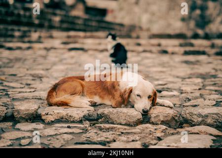 Un bel cane randagio nel mezzo della strada. Foto Stock