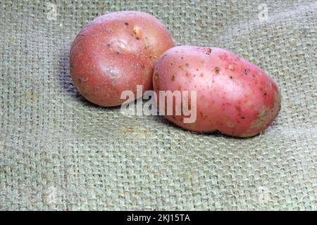 una patata rossa cruda su uno sfondo hessiano. Foto Stock