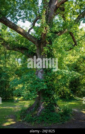 Il vecchio querce è completamente cresciuto da piante e erbacce rampicanti Foto Stock