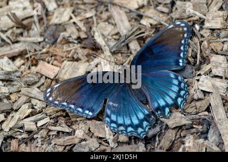 Rosso punteggiato Viola ammiraglio Butterfly Foto Stock