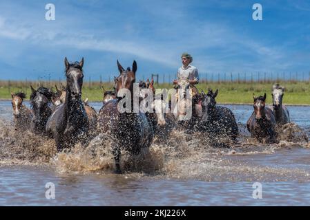 Esquina, Corrientes, Argentina - 29 ottobre 2022: Vista frontale argentino gaucho mandando cavalli selvatici per attraversare il fiume Foto Stock