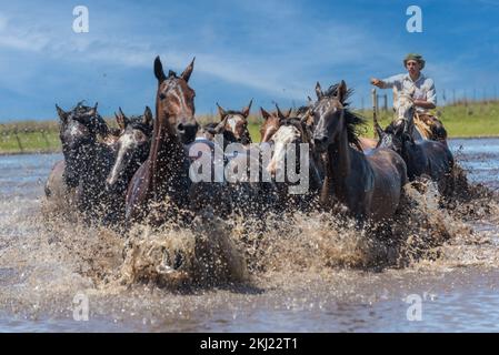 Esquina, Corrientes, Argentina - 29 ottobre 2022: Vista frontale argentino gaucho mandando cavalli selvatici per attraversare il fiume Foto Stock