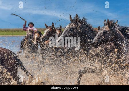 Esquina, Corrientes, Argentina - 29 ottobre 2022: Gaucho argentino che mandano cavalli selvatici per attraversare il fiume. Foto Stock