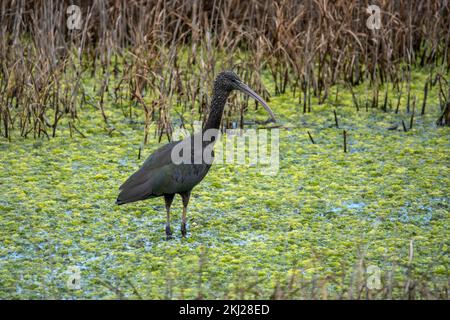 ibis plegado falcinellus lucido un uccello simile a un airone con un lungo becco curvo Foto Stock