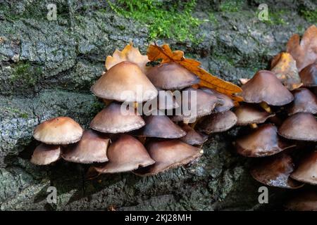 tronco di tronco comune che cresce su un vecchio tronco di albero Foto Stock