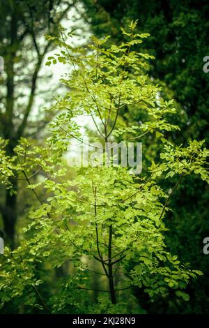 Gli incantevoli colori dell'autunno, un'atmosfera unica e fresca nella foresta durante la pioggia. Foto Stock