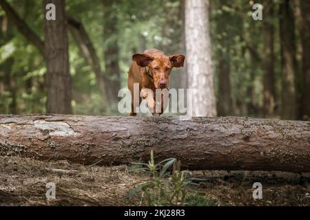 Sprizsla - colore fulvo chiaro Vizsla saltando su un albero caduto nella foresta Foto Stock
