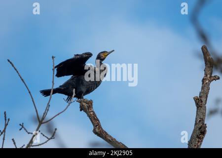 cormorano arroccato su un ramo asciugando ali con un cielo blu sfocato sullo sfondo Foto Stock