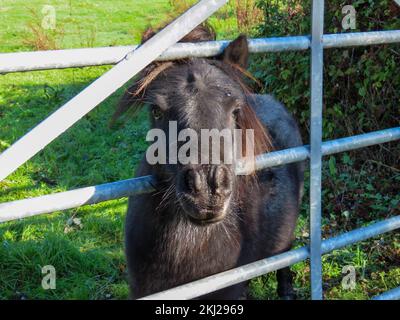 piccolo pony marrone shetland con la testa attraverso il cancello Foto Stock