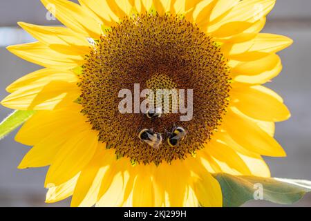 primo piano di tre bombi che raccolgono polline da un girasole giallo brillante Foto Stock