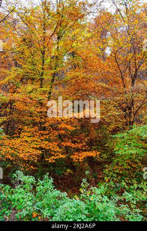 Alberi alti di foresta densa con colori autunnali di foglie. I cespugli verdi di fronte alla foresta resistono all'autunno Foto Stock