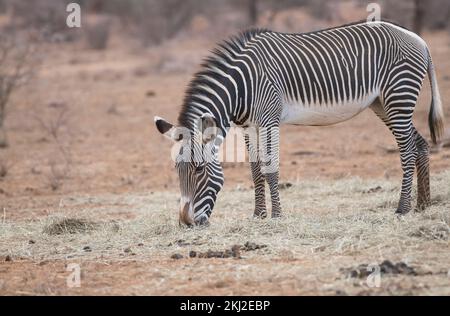 Zebra di Grevy (Equus grevyi) che si nuota sul fieno messo fuori durante una siccità nella riserva nazionale di Samburu, in Kenya Foto Stock