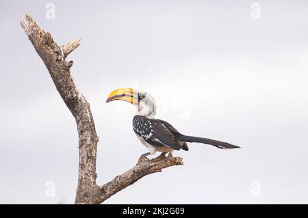 Ornbilla a punta gialla orientale (Tockus flavirostris), maschio adulto che mostra un cerotto rosa alla gola Foto Stock