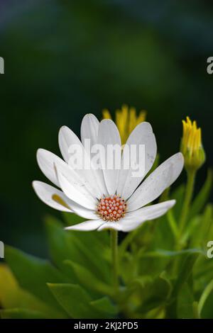 I fiori sono un modo fantastico per connettersi con gli altri, portando sorrisi e sole nella vostra vita. Foto Stock