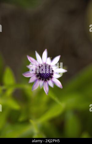 I fiori sono un modo fantastico per connettersi con gli altri, portando sorrisi e sole nella vostra vita. Foto Stock