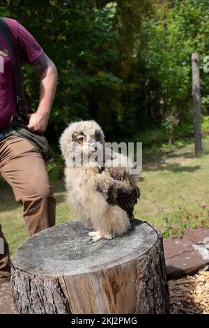 Un gufo di aquila eurasiatica giovanile al Castello di Muncaster nel Distretto del Lago Occidentale. - Hawk and Owl Centre Foto Stock