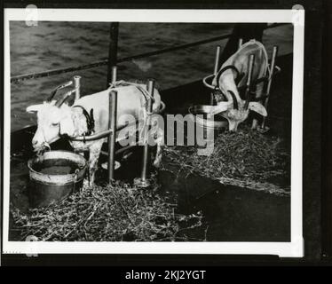 Progetto 18 - attività di test Operation Crossroads (Bikini). Capre con tethered. Fotografie di Atmospheric Nuclear Testing a Pacific Island e Nevada Test Sites. Foto Stock