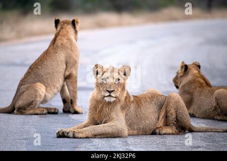 Un primo piano di leoni che si trovano sulla strada nel Parco Nazionale di Kruger in Sudafrica Foto Stock