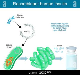 Tecnologia del DNA ricombinante. L'insulina umana ricombinante viene sintetizzata in laboratorio inserendo un gene di insulina umana nel plasmide dei batteri E. coli Illustrazione Vettoriale