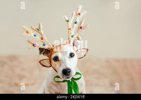 Ritratto di un cane di Natale con corna di cervi e un nastro verde, all'interno. Buon concetto di nuovo anno e saluto e biglietto di Natale Foto Stock