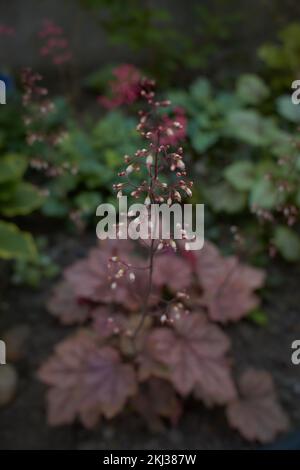 Fiore rosso di heuchera georgia susina campane di corallo nel giardino. Estate e primavera. Foto Stock