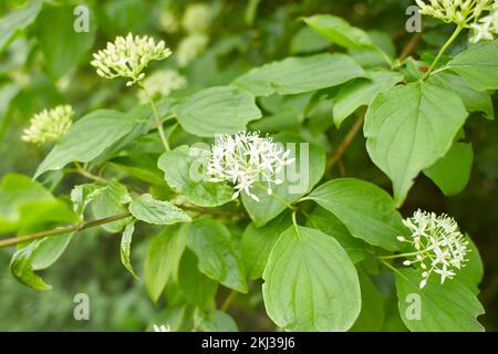 Fiori bianchi di bosco di dogwood fiducia nel giardino. Estate e primavera. Foto Stock