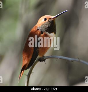 Rufous Hummingbird (Selasforus rufus) seduto su un ramo di albero a Tucson, Arizona Foto Stock