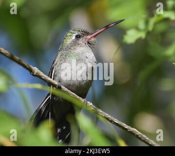 Hummingbird (Cynanthus latirostris) su un ramo dell'albero a Tucson, Arizona Foto Stock