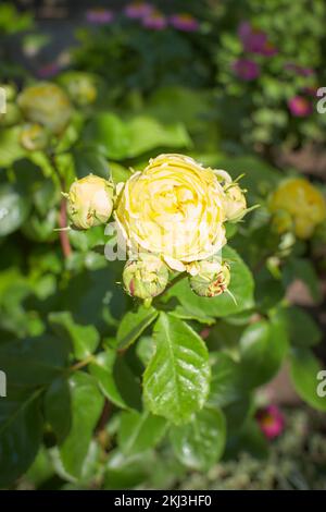 Giallo di rosa linea Renaud, Mary Rose, Charles Rennie Mackintosh nel giardino. Estate e primavera. Foto Stock