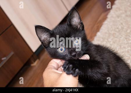 Il piccolo gattino nero morde un dito dell'uomo da vicino Foto Stock