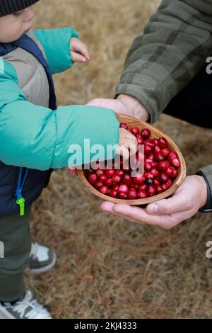 primo piano di un bambino che afferra mirtilli rossi freschi in una ciotola di legno Foto Stock