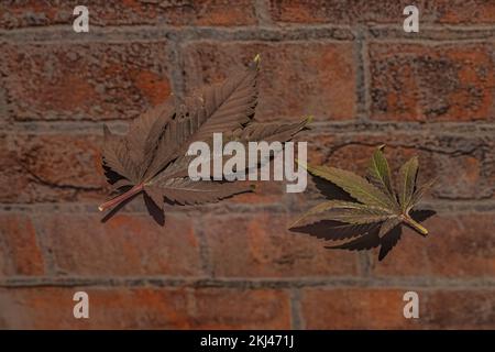M.O.B. varietà di foglie di marijuana sul riflesso di vecchio muro di pietra rossa Foto Stock