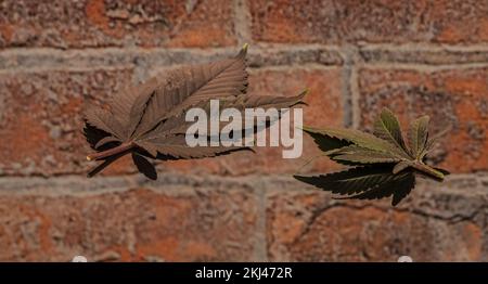 M.O.B. varietà di foglie di marijuana sul riflesso di vecchio muro di pietra rossa Foto Stock