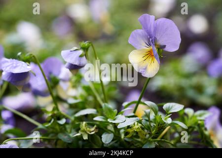 Fresco porpora panty fiore crescere all'aperto in autunno Foto Stock