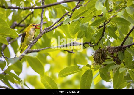 oriole d'oro eurasiatica femmina (Oriolus oriolus) vicino al nido in noce. Questo uccello ha il suo habitat di allevamento in zone umide naturali in Europa. Bulgaria.Wi Foto Stock