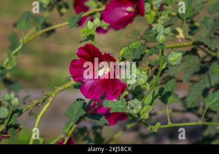 Bella fioritura fiori di mallow rosa brillante – malva con un'ape sui petali, crescendo nel giardino. Natura estiva. Foto Stock